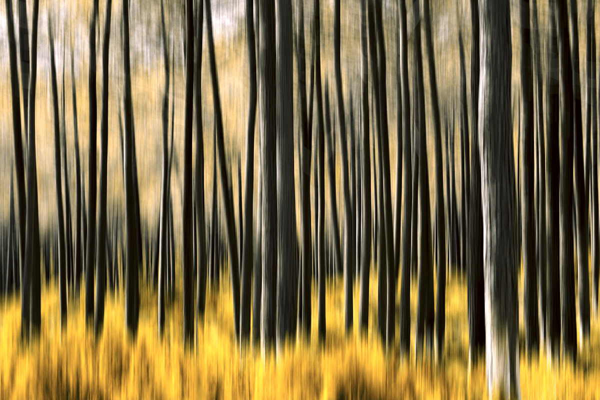 Abstract blurry shot of trees in a forest
