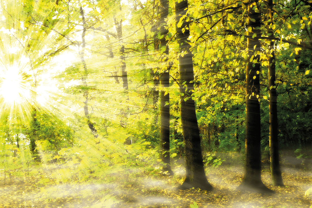 the Sun is shining through leaves of a forest