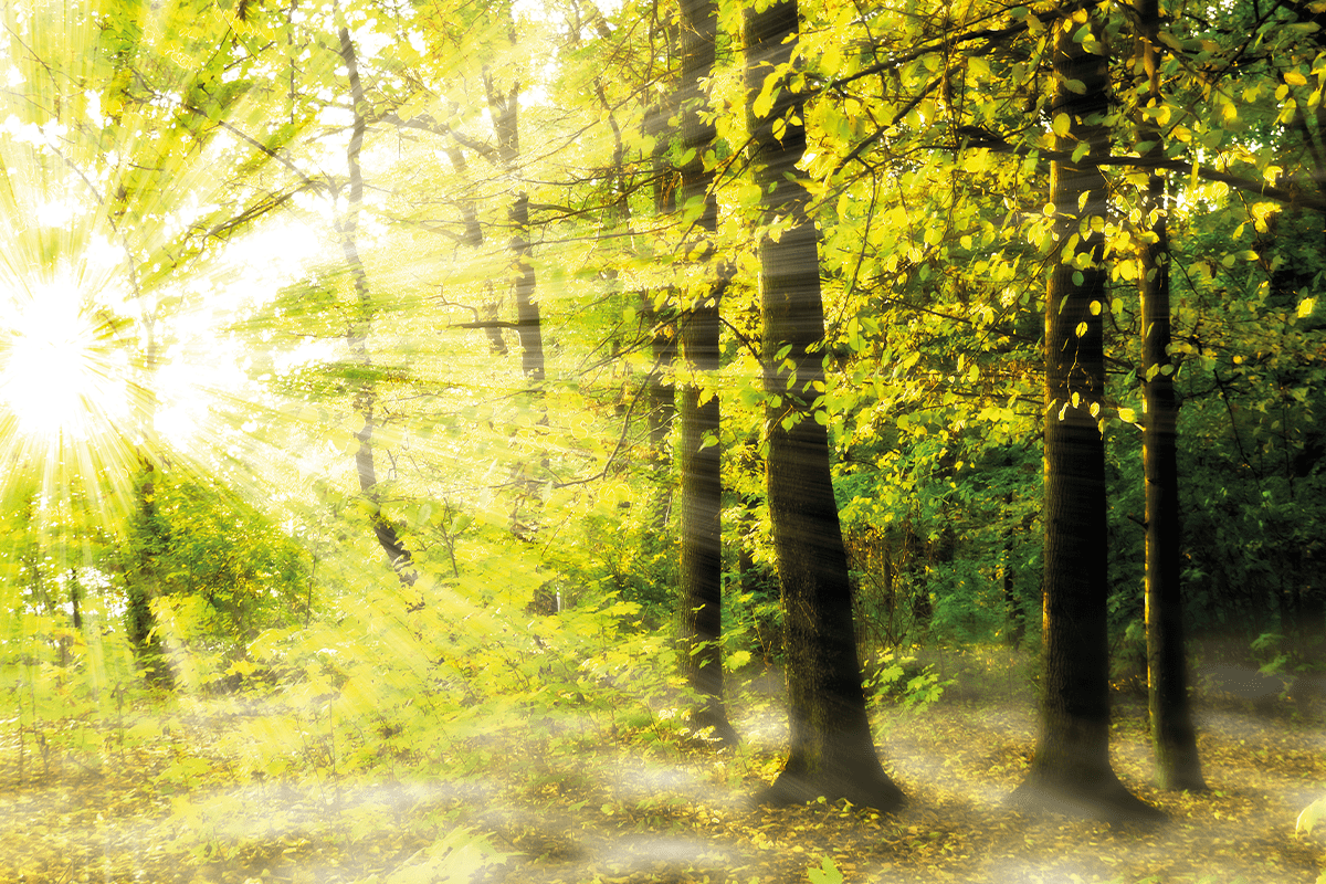 Sonne scheint durch einen Blätterwald