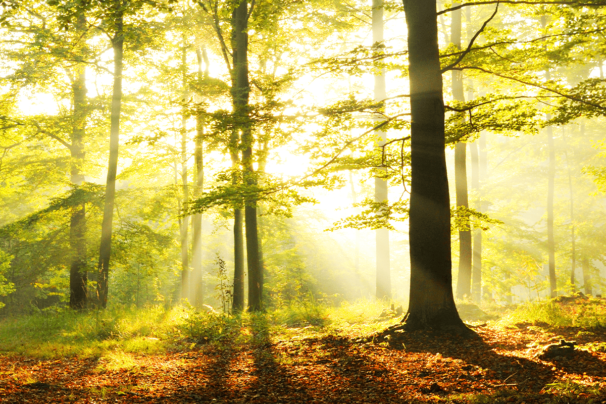 Sun shining through a forest of leaves
