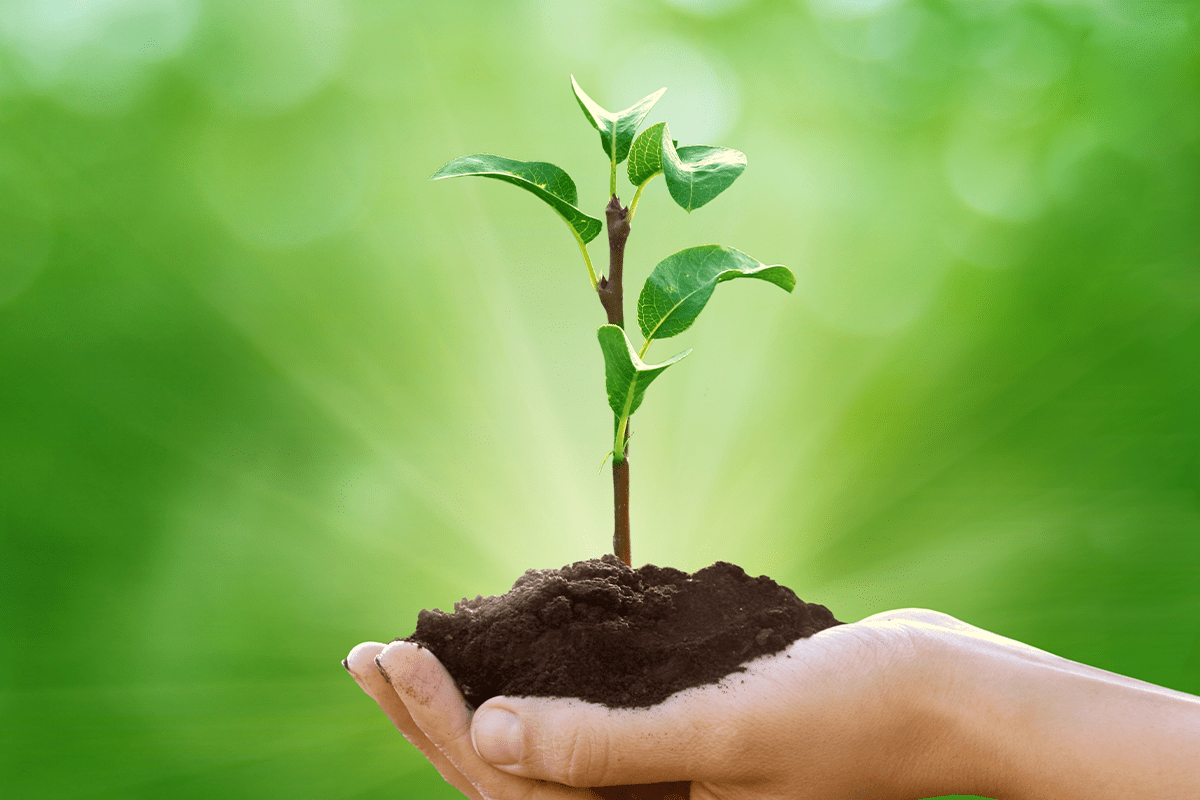 Hand holding a plant