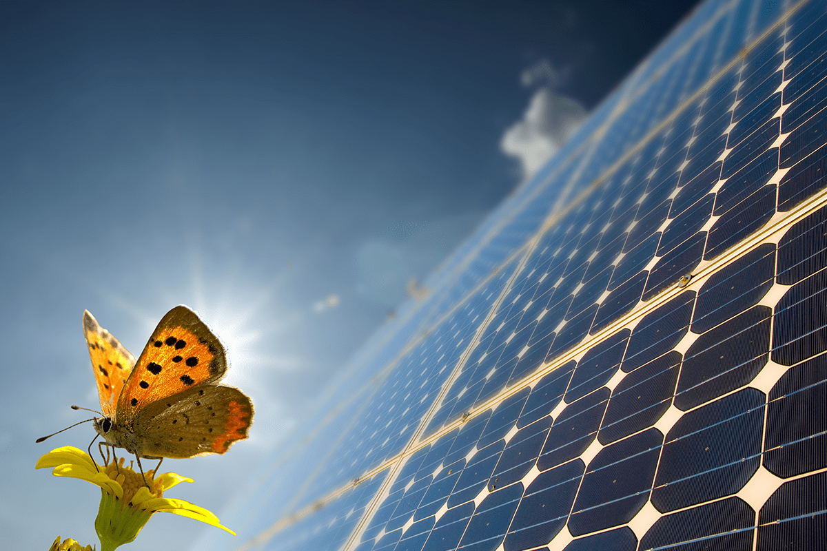 Butterfly in front of photovoltaic system