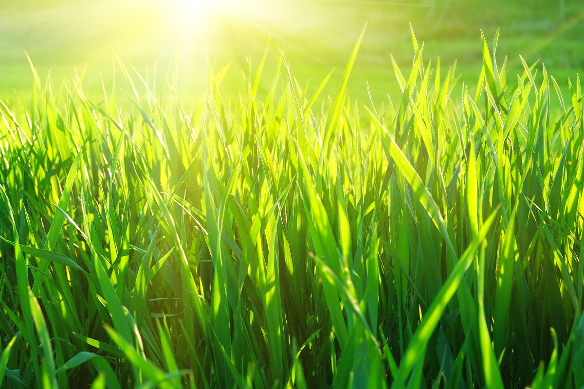 Sunshine over fresh, spring green grass