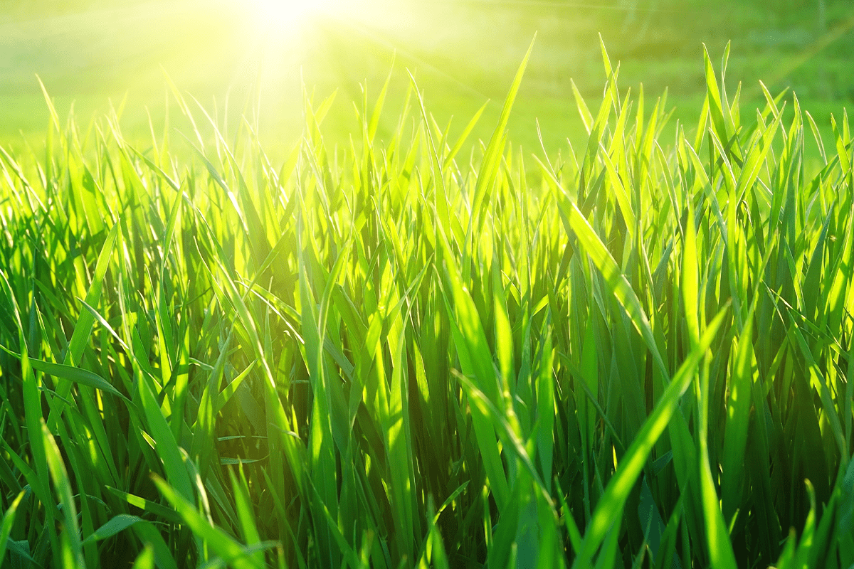 Sonnenschein über frischem, frühlingsgrünem Gras