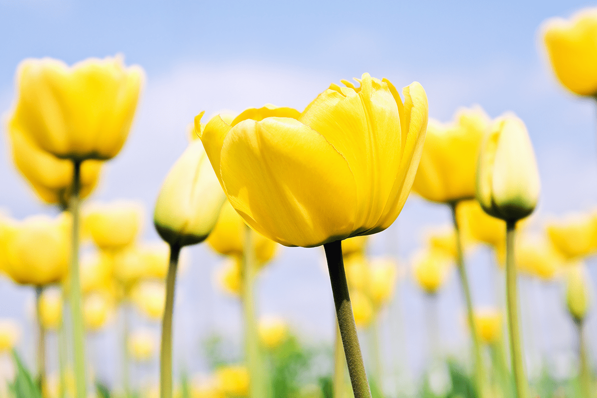 Yellow tulips background