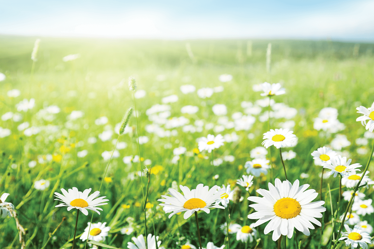 Meadow with daisies