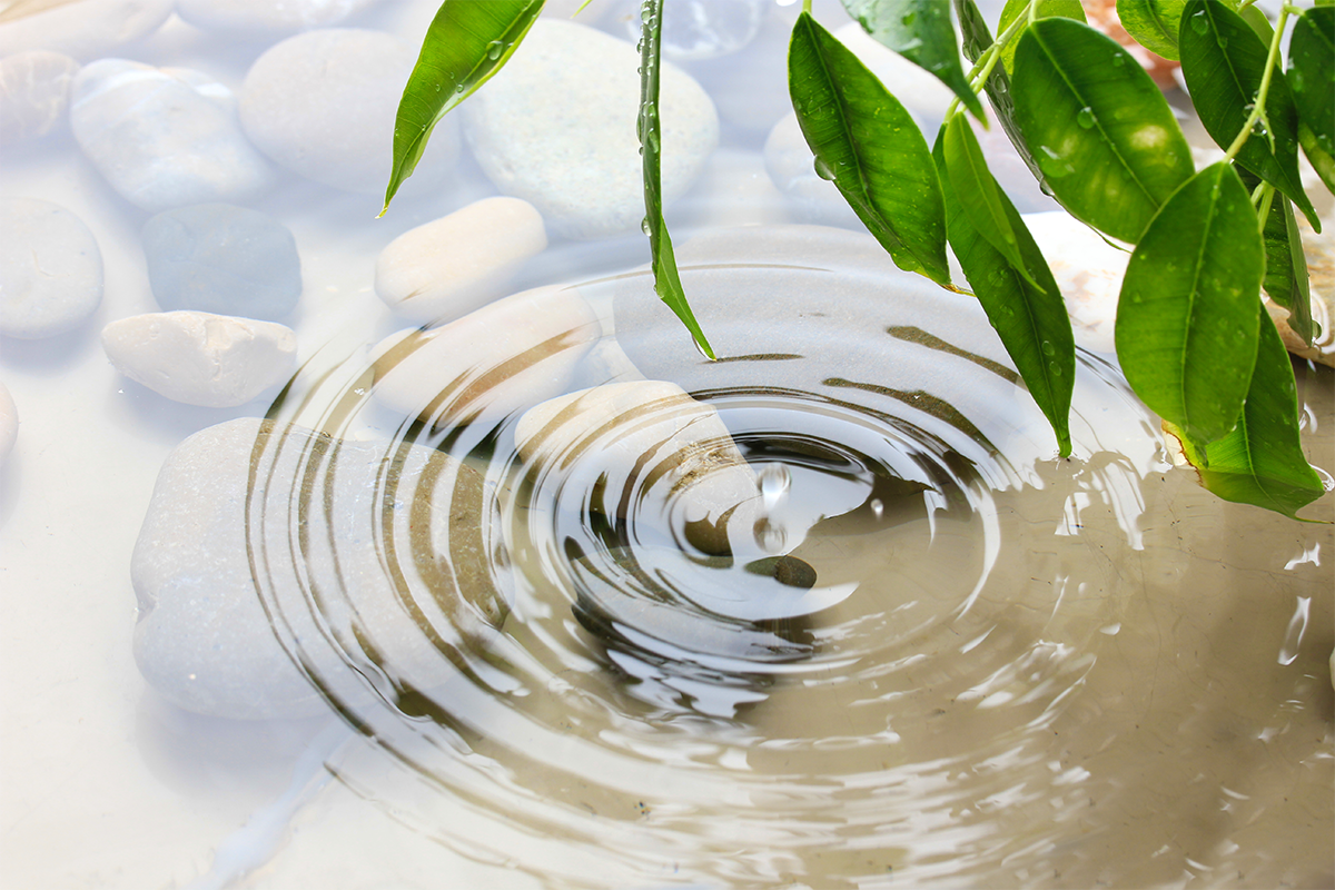 Green leaves with reflection in water